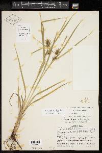 Carex louisianica image