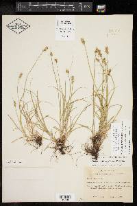 Carex retroflexa image