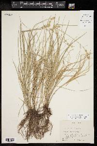 Carex reniformis image