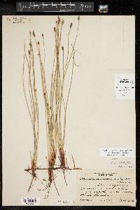 Eleocharis montevidensis image