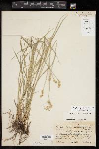 Carex reniformis image