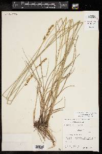 Carex triangularis image