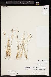 Fimbristylis littoralis image