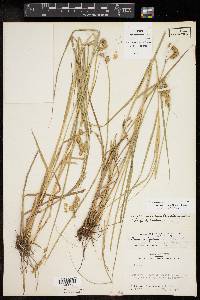 Carex reniformis image