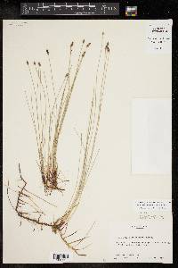 Eleocharis montevidensis image