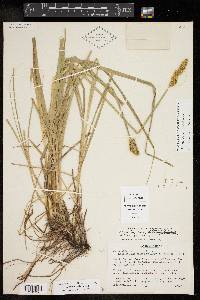 Carex triangularis image