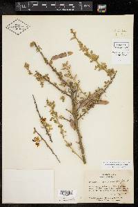 Cercidium macrum image