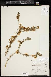 Cercidium macrum image