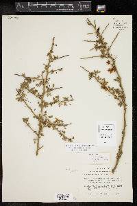 Cercidium macrum image