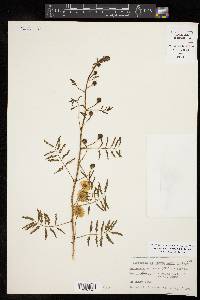 Mimosa nuttallii image