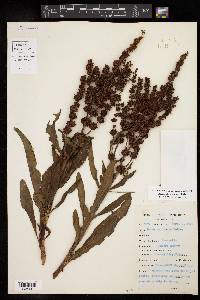 Rumex chrysocarpus image