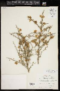 Parkinsonia texana image