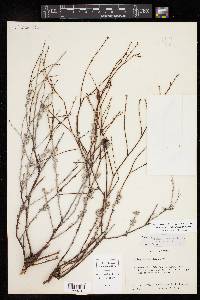 Eriogonum wrightii image