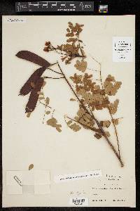 Caesalpinia pulcherrima image