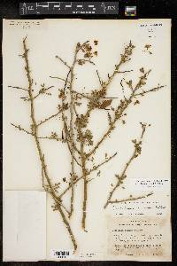 Cercidium macrum image