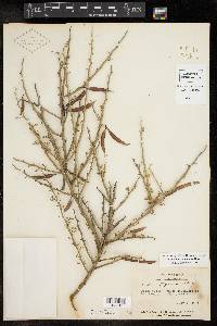 Parkinsonia texana image