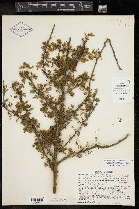 Cercidium macrum image