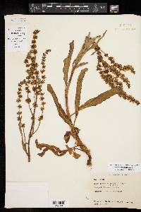 Rumex chrysocarpus image