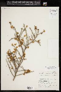 Cercidium macrum image