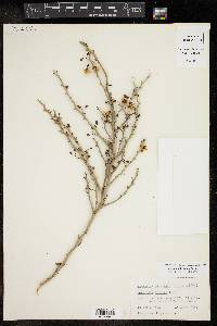 Parkinsonia texana image