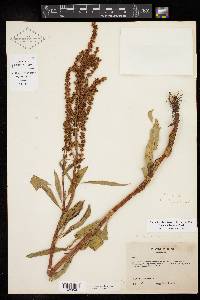 Rumex altissimus image