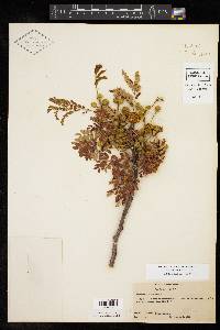 Leucaena retusa image