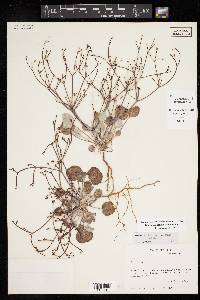 Eriogonum rotundifolium image