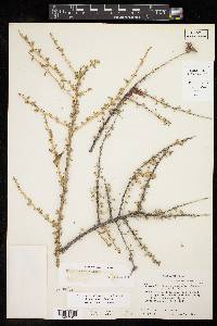 Mimosa turneri image