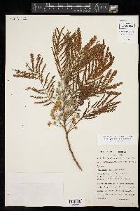 Leucaena pulverulenta image