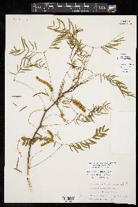 Prosopis glandulosa image