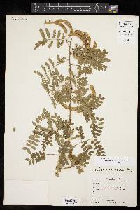 Mimosa malacophylla image