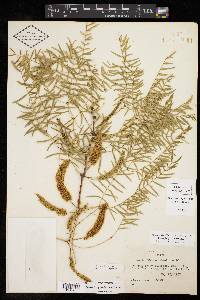 Prosopis glandulosa image