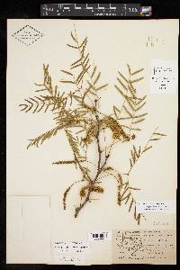 Prosopis glandulosa image