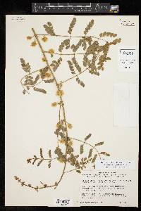 Mimosa malacophylla image