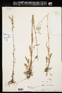 Rumex hastatulus image