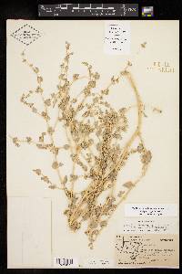 Atriplex argentea image