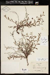 Chamaecrista flexuosa var. texana image