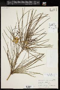 Parkinsonia aculeata image