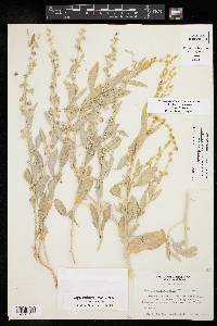 Atriplex acanthocarpa image