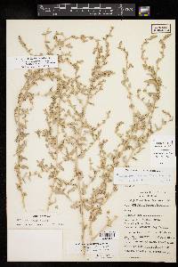 Atriplex acanthocarpa var. coahuilensis image