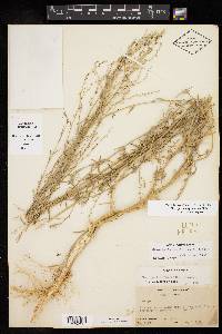 Chenopodium cycloides image