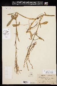 Rumex hastatulus image