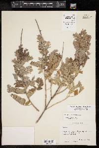 Amorpha canescens image