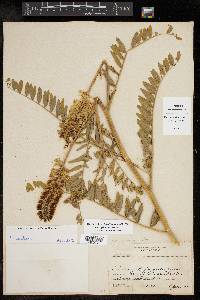 Astragalus canadensis image