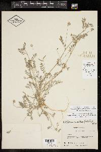 Astragalus nuttallianus var. austrinus image