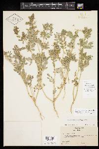 Kallstroemia parviflora image