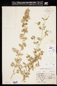 Kallstroemia parviflora image