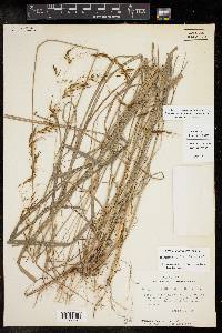 Sorghastrum elliottii image