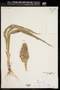 Sorghum bicolor image