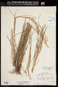 Schizachyrium scoparium var. scoparium image